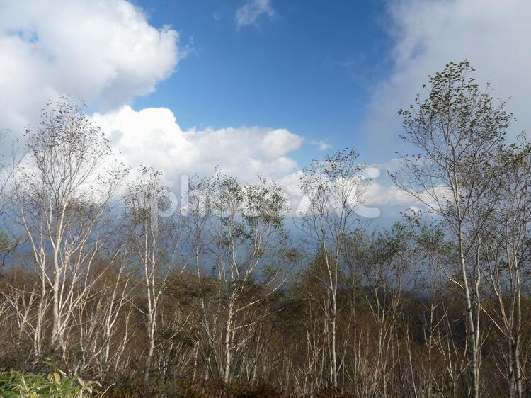 白い雲と青空と白樺の木々 白樺,空,晴れの写真素材