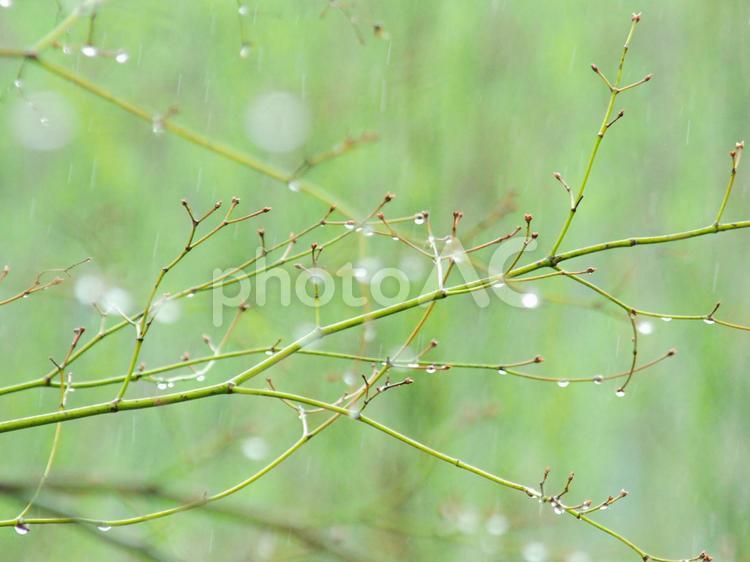雨の日の新緑 新緑,もみじ,雨の写真素材