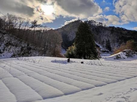 雪の畑で収穫 雪の畑で収穫の写真