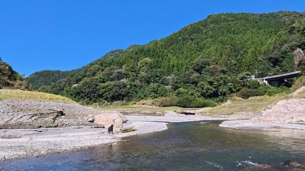 秋晴れの清流にて 犬,大型犬,レトリーバーの写真素材