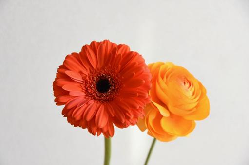 ガーベラとラナンキュラス ガーベラとラナンキュラスの写真