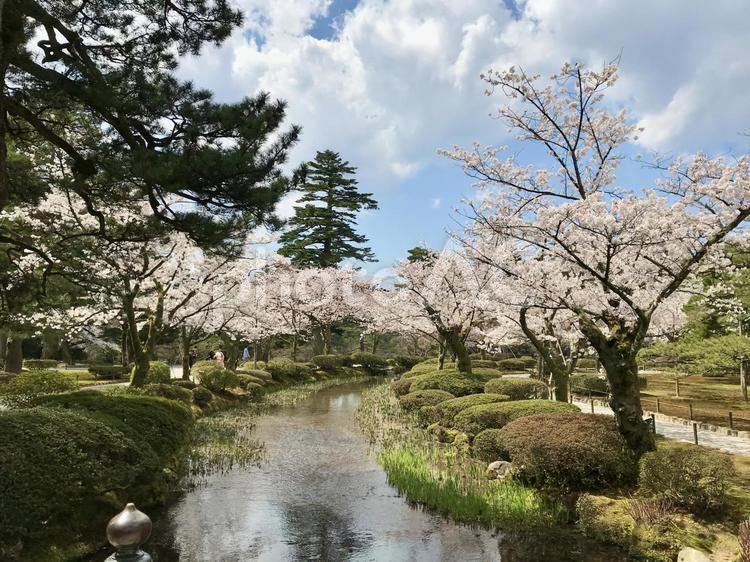 小川沿いの桜並木 さくら,桜,庭園の写真素材