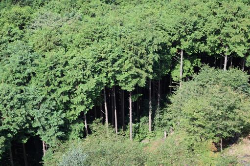 杉の木の多い山の風景 杉の木の多い山の風景の写真