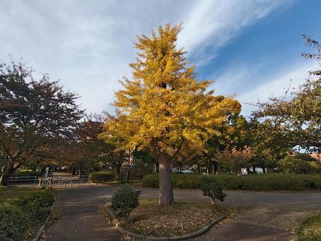 紅葉したイチョウ 木,自然,秋の写真素材