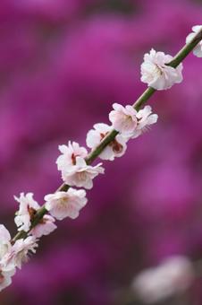 ウメの花 ウメの花の写真