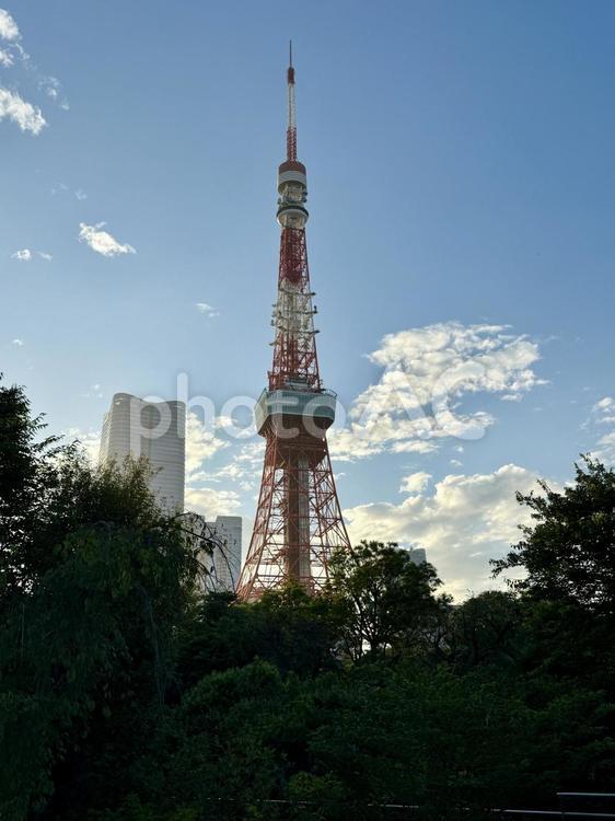 夕方　芝公園から見た東京タワー 空,晴天,東京タワーの写真素材