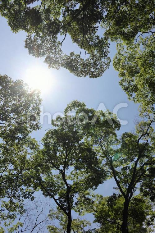青空と木漏れ日　 木漏れ日,太陽,光の写真素材