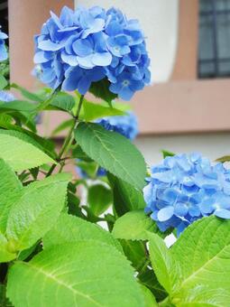 紫陽花 紫陽花の写真