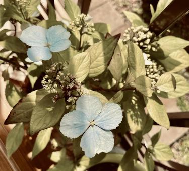 紫陽花 紫陽花の写真
