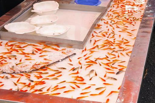 お祭り屋台の金魚すくい1 祭り,屋台,金魚すくいの写真素材
