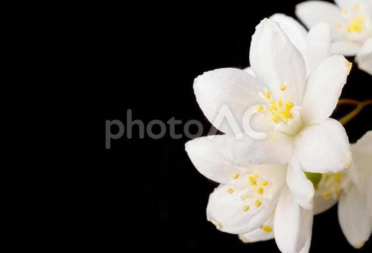 4月の花【37】 4月,かわいい,たくさんの写真素材