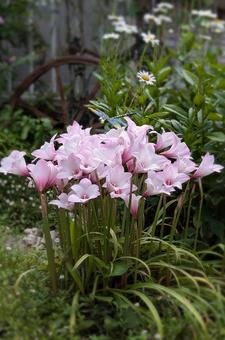 雨上がりに美しく咲くレインリリー 雨上がりに美しく咲くレインリリー 雨上がり,雨後,花の写真素材