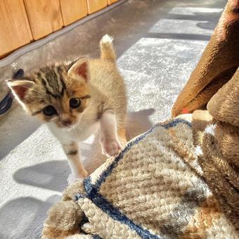 あそぼう あそぼう 子猫,猫,キャットの写真素材