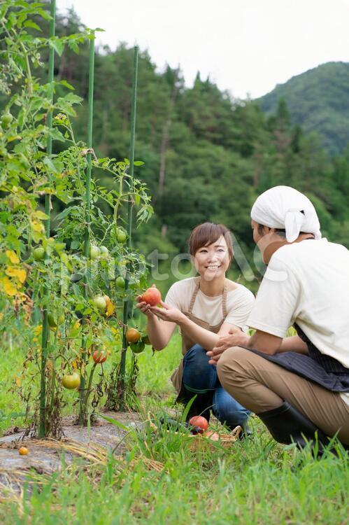 トマトを栽培する男女 家庭菜園,野菜,農業体験の写真素材