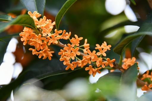 キンモクセイの花 キンモクセイ,花,オレンジの写真素材