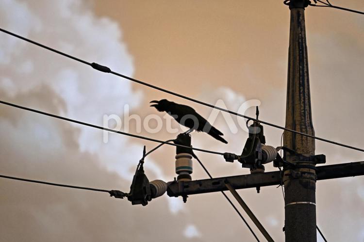 カラスと電線のシルエット カラス,鳥,からすの写真素材