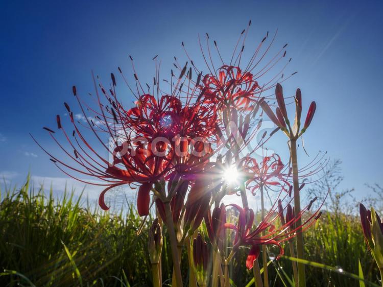朝の光と曼珠沙華 曼珠沙華,彼岸花,花の写真素材