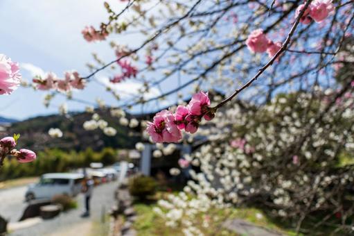 250421信濃比叡廣拯院 250421信濃比叡廣拯院の写真