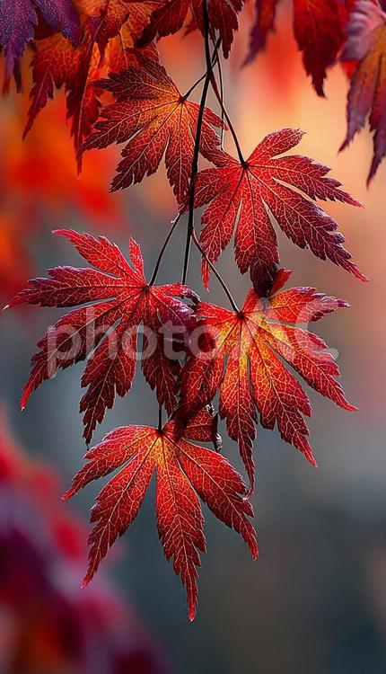 鮮やかに染まるカエデの葉 紅葉,カエデ,もみじの写真素材