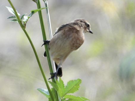 茎につかまるノビタキ 茎につかまるノビタキの写真