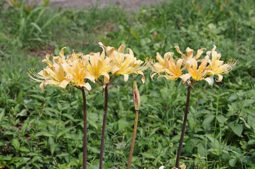 黄色いヒガンバナ 黄色いヒガンバナ ヒガンバナ,彼岸花,曼殊沙華の写真素材