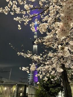 桜とスカイツリー 桜,東京スカイツリー,夜景の写真素材