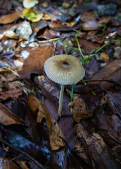 秋色に佇む森の小さな命 秋色に佇む森の小さな命 枯れ葉,きのこ,森の写真素材