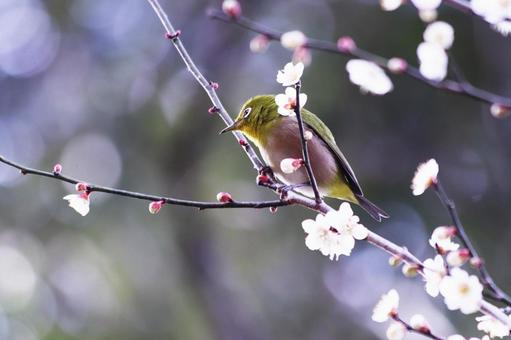 春の訪れを告げる梅の花とメジロの写真