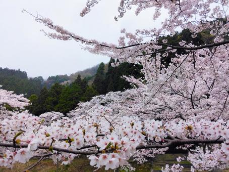 桜と山 桜と山の写真