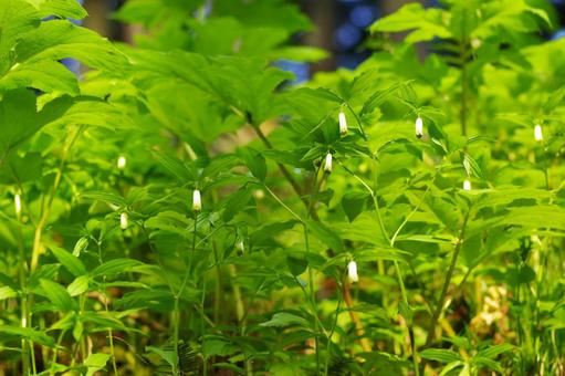 スズラン スズラン,花,植物の写真素材