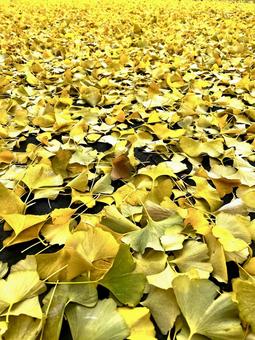 銀杏の絨毯 銀杏,黄色い絨毯,落ち葉の写真素材