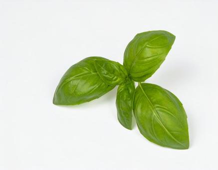 物撮り バジル 3 物撮り バジル 3の写真