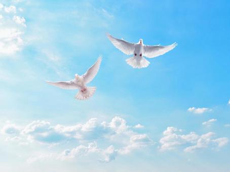 青空を羽ばたく白い鳥 青空を羽ばたく白い鳥 鳥,空,白の写真素材