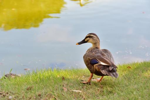 池辺に佇むカルガモの後ろ姿 カルガモ,野鳥,鴨の写真素材