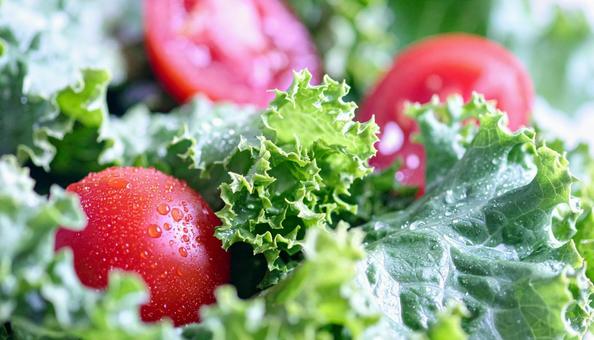 グリーンサラダ グリーンサラダの写真