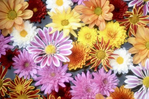 花 菊,カラフル,壁紙の写真素材
