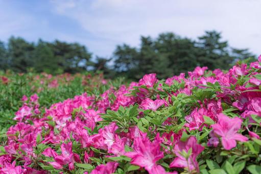 陽光に輝くピンクのツツジ はな,空,木の写真素材