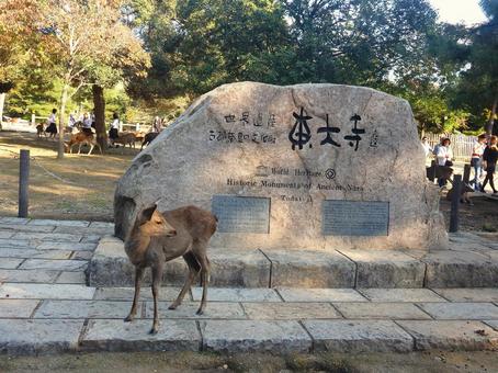 東大寺道標の前にいる鹿 鹿,動物,奈良県奈良市の写真素材