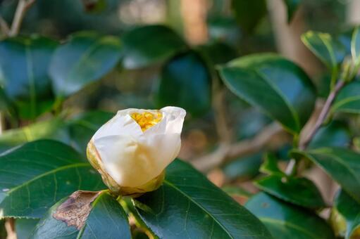 緑の葉に囲まれた白い椿の蕾 椿,白,蕾の写真素材