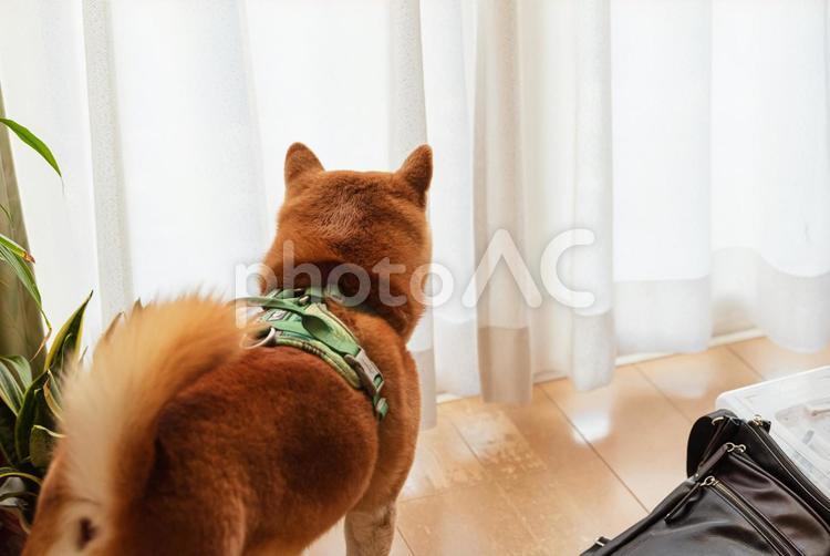 窓の外を見つめる柴犬 柴犬,しばいぬ,日本犬の写真素材