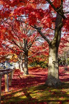 秋の香林寺⒁ 寺,香林寺,紅葉の写真素材