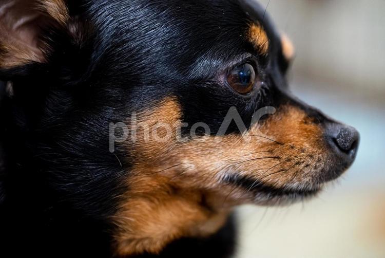 犬の横顔（チワワ・ミニピン） 犬,チワワ,ミニチュアピンシャーの写真素材