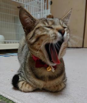 大あくび 大あくびの写真