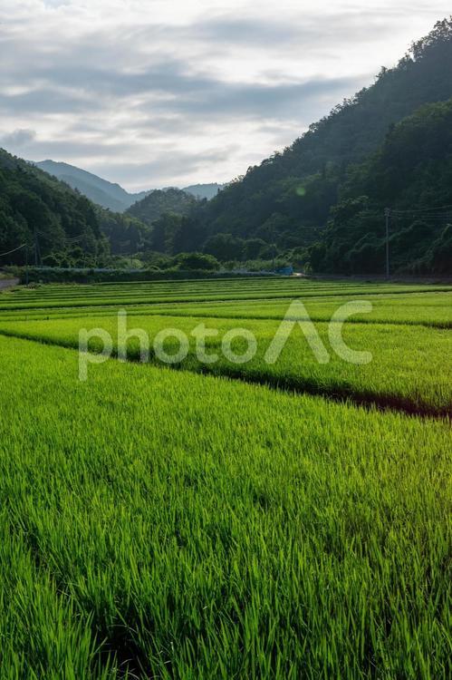 朝日に照らされる稲 田んぼ,水田,稲の写真素材