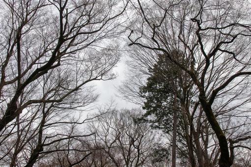 桜の木 桜の木の写真