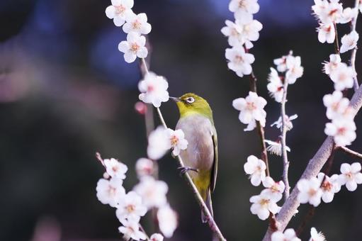 白い梅の花とメジロ 鳥,メジロ,花の写真素材