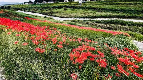 犬鳴川河川公園のヒガンバナまつり 犬鳴川河川公園,宮若市,ヒガンバナの写真素材