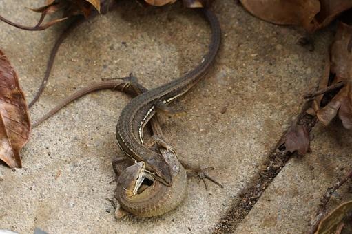 カナヘビ恋の季節「ヘイ、彼女!!」 カナヘビ恋の季節「ヘイ、彼女!!」 カナヘビ,カナヘビ2匹,オスとメスの写真素材