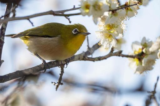 桜をつつくメジロ 桜をつつくメジロ 日本,野鳥,鳥の写真素材