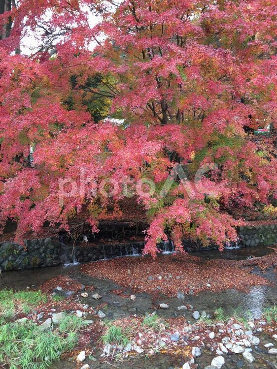 山の紅葉 葉,秋,木の写真素材
